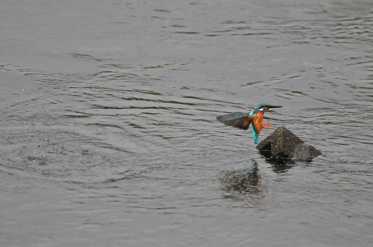 DSC_8067cb.jpg
