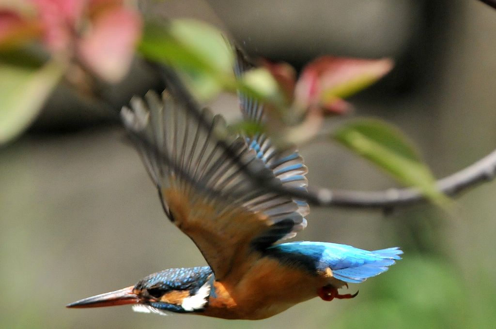 DSC_8090ca.jpg