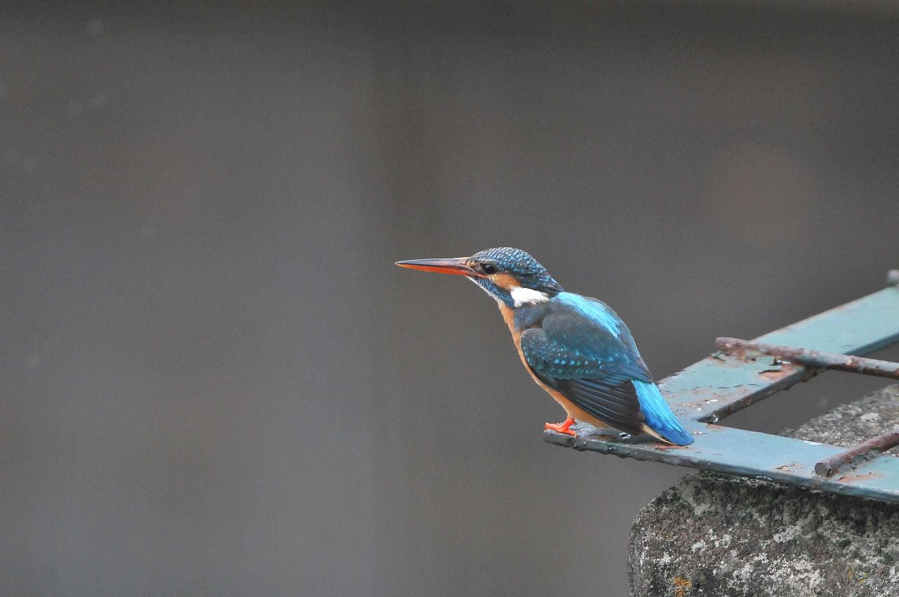 DSC_8468cb.jpg