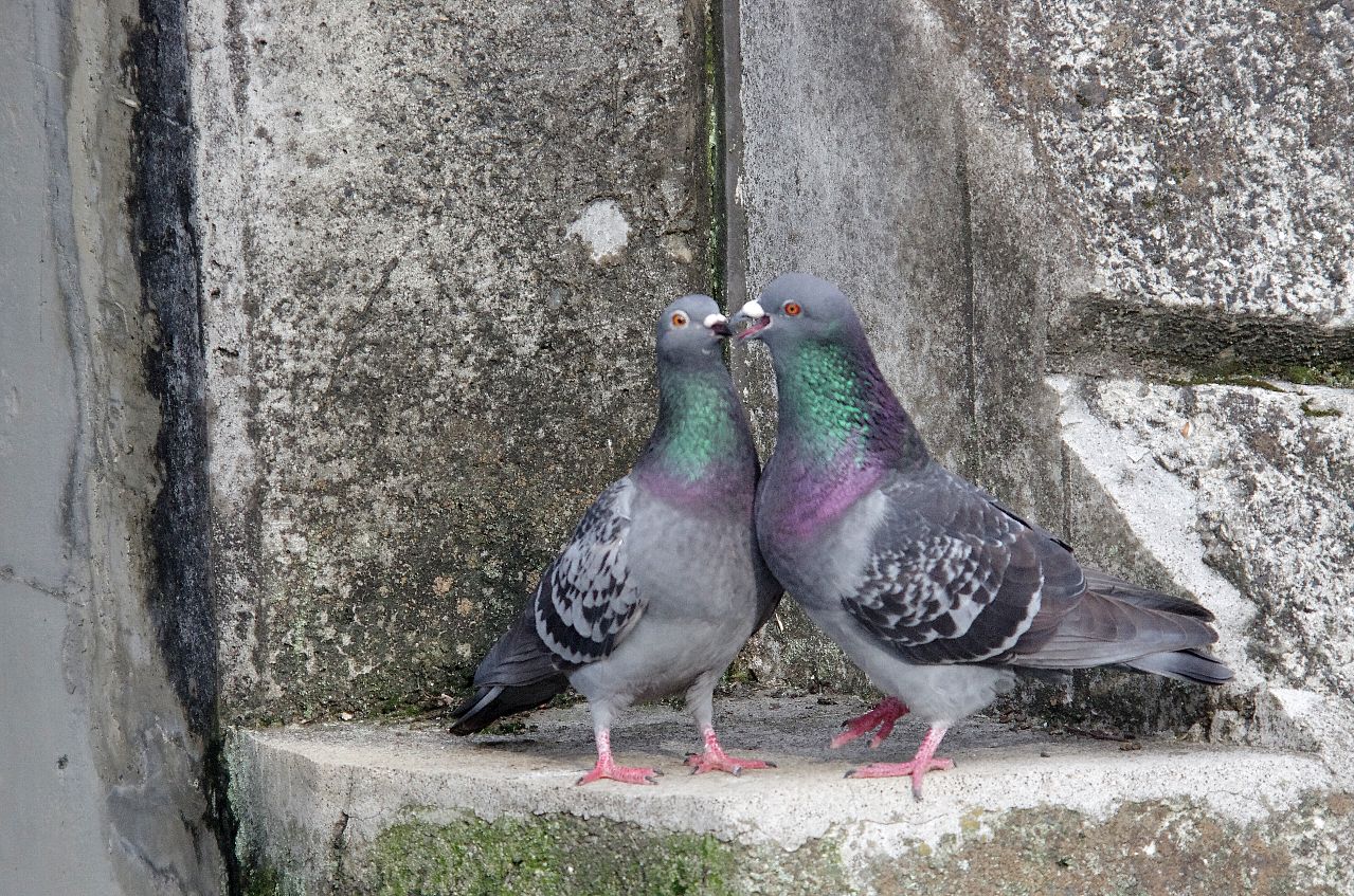 IMGP1355cb.jpg