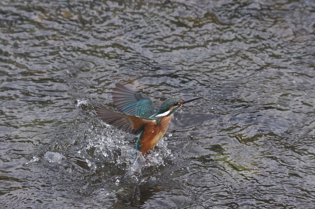 IMGP3454cb.jpg