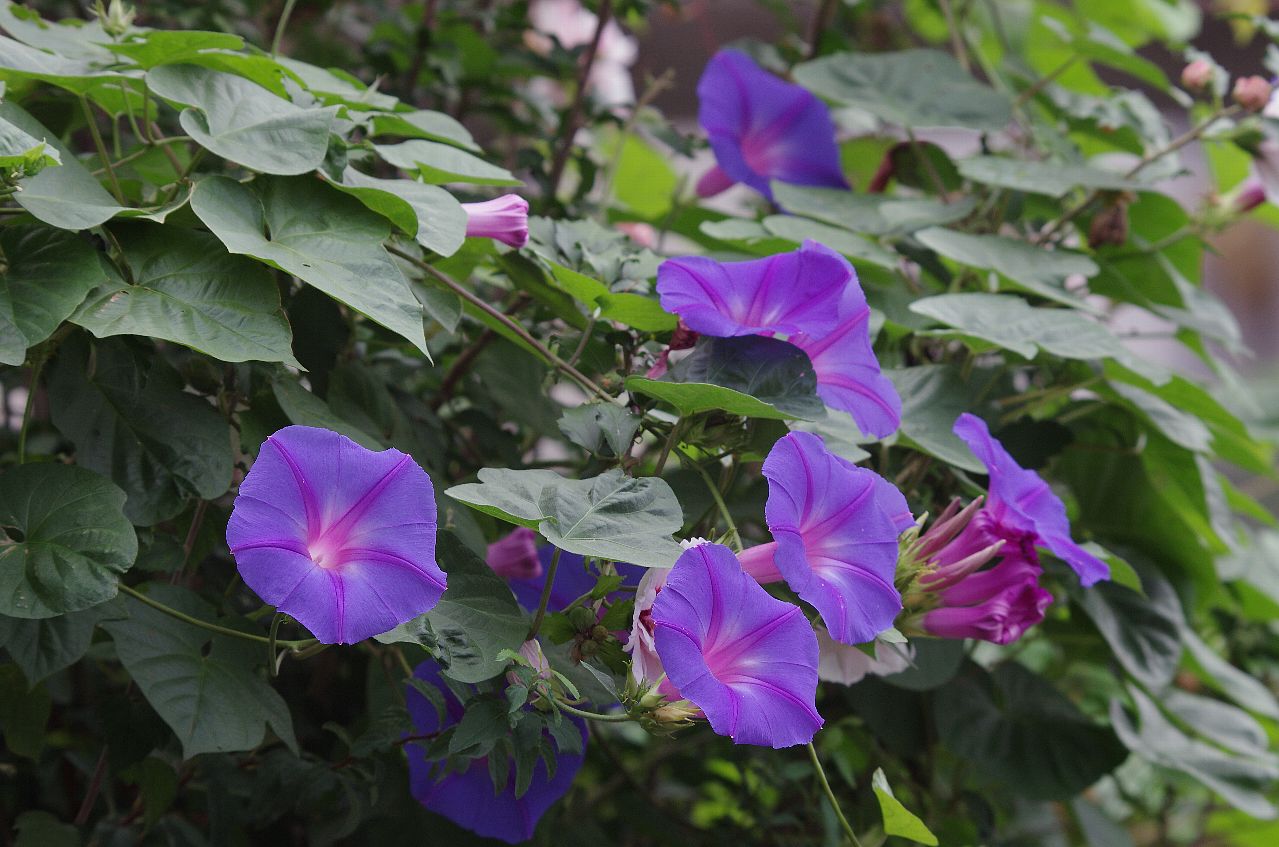 IMGP4068cb.jpg