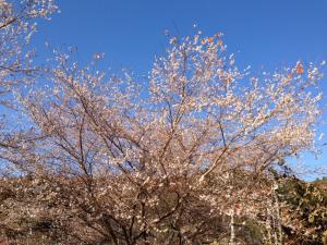 IMG_2418.jpg