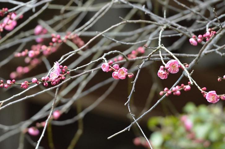 DSC_3580梅