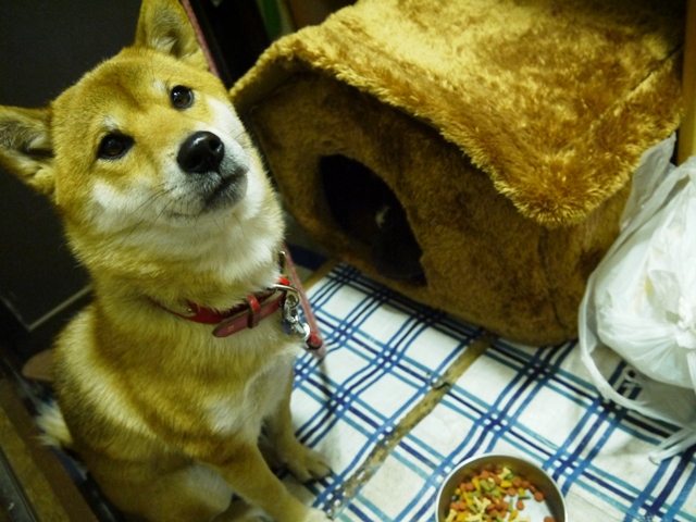 hausu2.jpg
