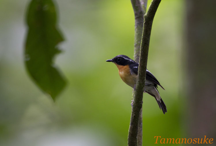 Tamanosuke -Rufous_Chested_Flycatcher_10