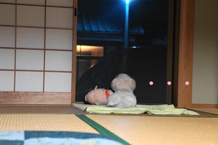 DSC04273 (1)