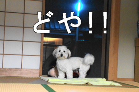 DSC04275 (1)
