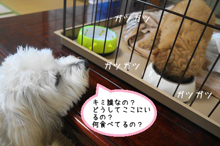 DSC04575 (1)
