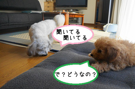 DSC05582 (1)