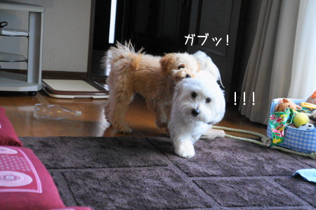 DSC02370 (1)