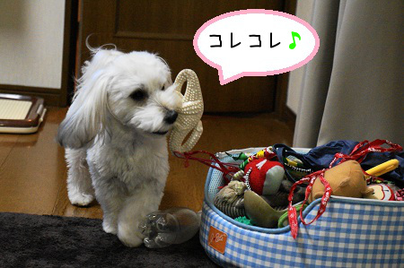 DSC03194 (1)