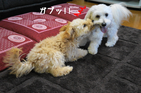 DSC03841 (1)