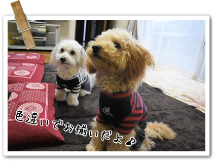 DSC07977 (1)