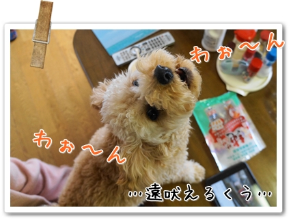 DSC00527 (1)