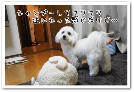 DSC02049 (1)