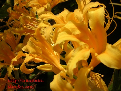 DSCN0363a.jpg
