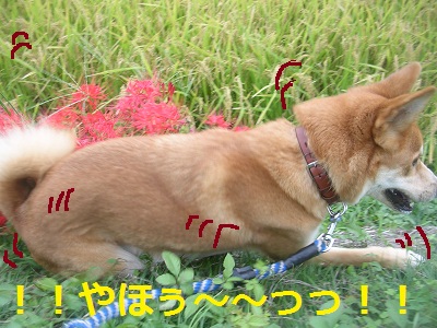 DSCN0624a.jpg