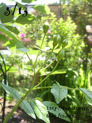 DSCN5926a.jpg
