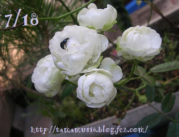 DSCN6124a.jpg