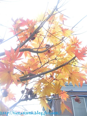 DSCN6924a.jpg