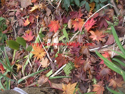 DSCN6978a.jpg