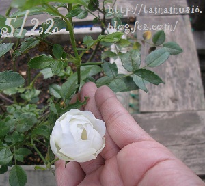 DSCN8596a.jpg