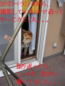 DSCN9104a.jpg