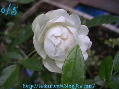 DSCN9213a.jpg