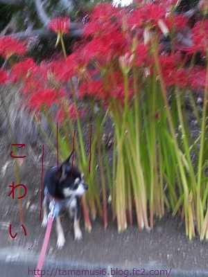 DSC_0076a.jpg
