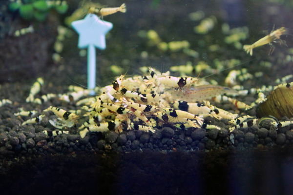b_bee20130605_1.jpg