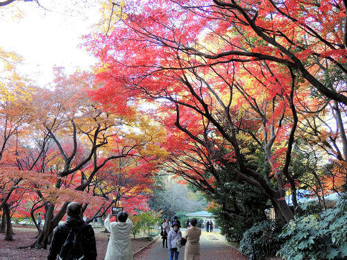 121207gyoen01.jpg