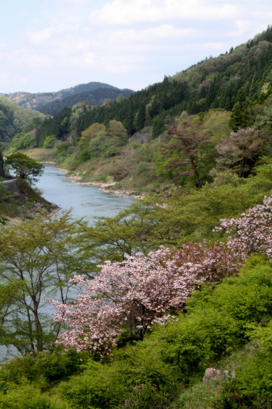 IMG_1303阿武隈川の春