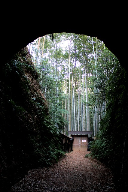 IMG_9737土井竹林