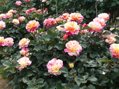 P1030026.jpg