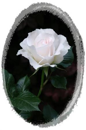 rose510 011