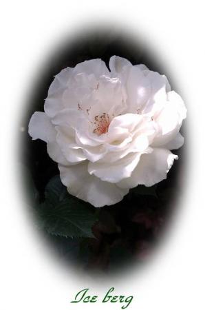 rose513 017