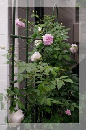 rose522 061