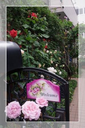 rose522 060