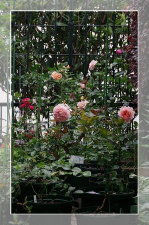 rose522 036