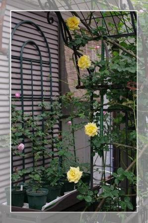 rose522 079