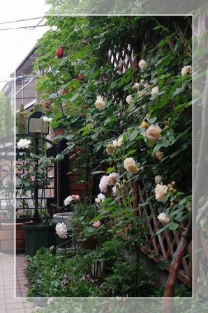 rose522 078