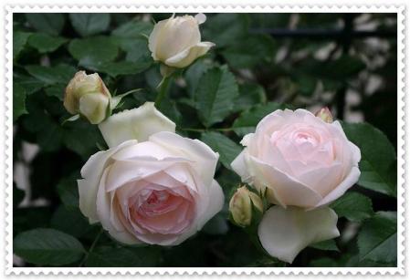 rose530 033