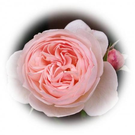 rose522 044