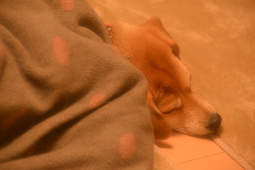 06_20121231000735.jpg