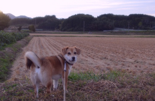 5_20121011150714.jpg