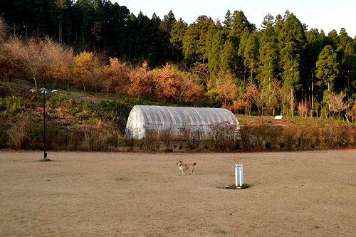 5_20121204212639.jpg