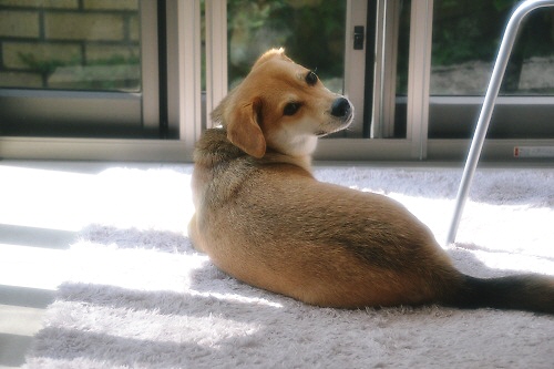taro_20120727225019.jpg