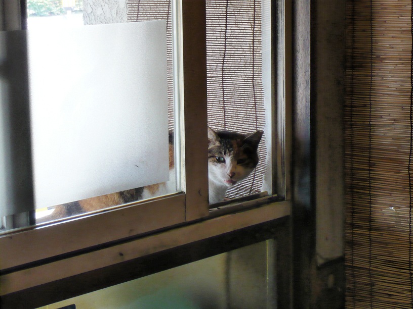 ねこさん