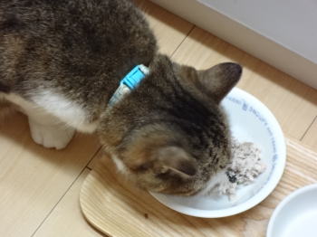 ブリを食するき